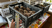 Почему россияне массово отказываются от посадки картошки: она больше не в почёте у дачников