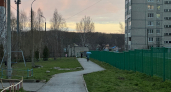 Биолог назвал места обитания ядовитых жуков-томкатов в России: проверьте свой регион