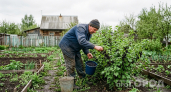 Ягод больше, чем куст держит: хлебная подкормка по бабушкиному рецепту разом превращает смородину в сочного гиганта 