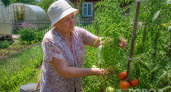 Как защитить томаты от фитофторы: 3 шага, которые решат проблему раньше, чем на листьях появятся первые пятна