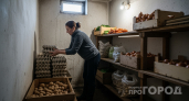 Не прорастёт даже в сырости: бросьте в погреб веточку этой зелени - овощи будут свежими и крепкими до весны