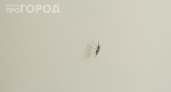 Комары не сунутся даже близко: простая хитрость, о которой знают только лесники