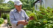 Почему малина перестает плодоносить: роковая ошибка, которую совершают в сентябре 9 из 10 садоводов