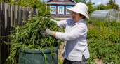 Агроном с 30-летним стажем назвал всего 2 сидерата, которые забивают сорняки без химии