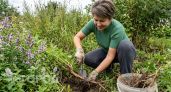Садовые захватчики от которых не спасут ни прополка ни терпение