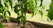 Новочебоксарск выводит Чувашию на рынок овощей открытого и закрытого грунта