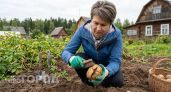 Картофель с глубокими трещинами как распознать физиологическую болезнь и что делать с урожаем
