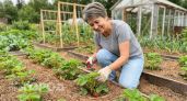 Клубника цветет обильно но ягоды вырастают мелкими и невкусными на дачных грядках