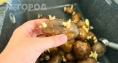 Картошка больше не гниет: где и как правильно хранить урожай, если нет погреба