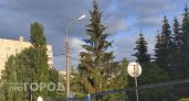 Новочебоксарские УК призвали пилить сухие и аварийные деревья в черте города
