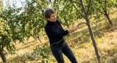 Правила формирования кроны молодой яблони для защиты от разломов и высокого урожая