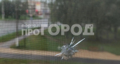 В Новочебоксарске неизвестные обстреляли окна квартиры: дома был девятилетний ребенок