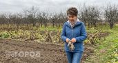 Как остановить гниение картофеля и очистить почву от вредителей за одну осень