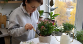 Каланхоэ угощаю подкормкой для суккулентов: что нужно растению, чтобы раскрыть яркие цветочные «зонтики»