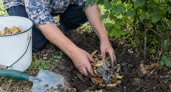 Не выбрасываю ни одной картофельной шкурки: делаю полезный эликсир - закапываю под смородину и получаю «град» урожая