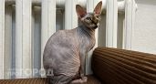 Просили дать тепло, а теперь требуют отключить его: из-за аномального потепления новочебоксарцы недовольны отоплением