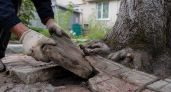 Деревья-разрушители на даче: какие породы нельзя сажать - вода уйдет, грядки засохнут, а корни пробьют плитку