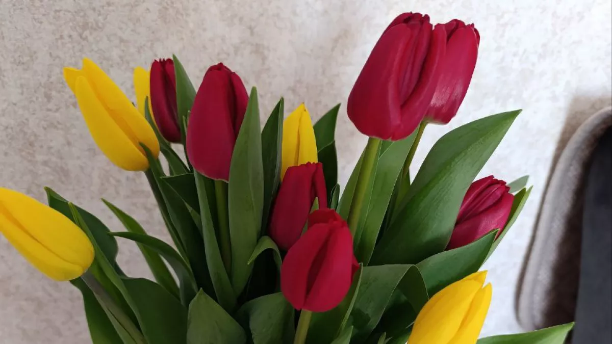 Букет завял на третий день, а у подруги стоит две недели: 5 простых секретов, которые продлят жизнь тюльпанам 