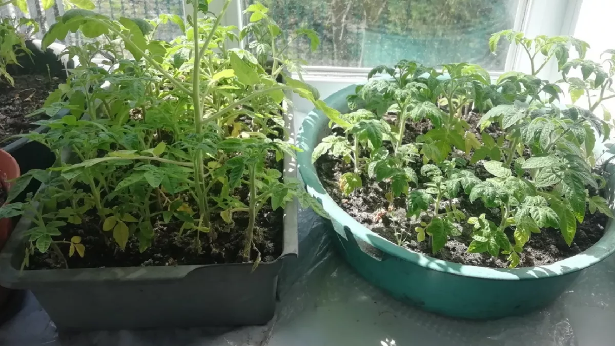 Опытные садоводы назвали один безошибочный признак, который вы точно не пропустите: когда пора пересаживать рассаду