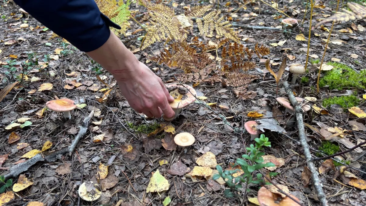 Готовьте сапоги и корзинки: когда и какие грибы можно искать в лесу — прогноз биолога