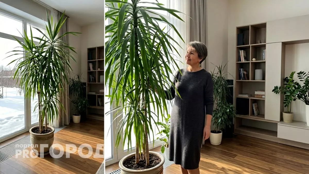 Как вырастить из сухого прутика двухметровое дерево или девять правил ухода за комнатной драценой