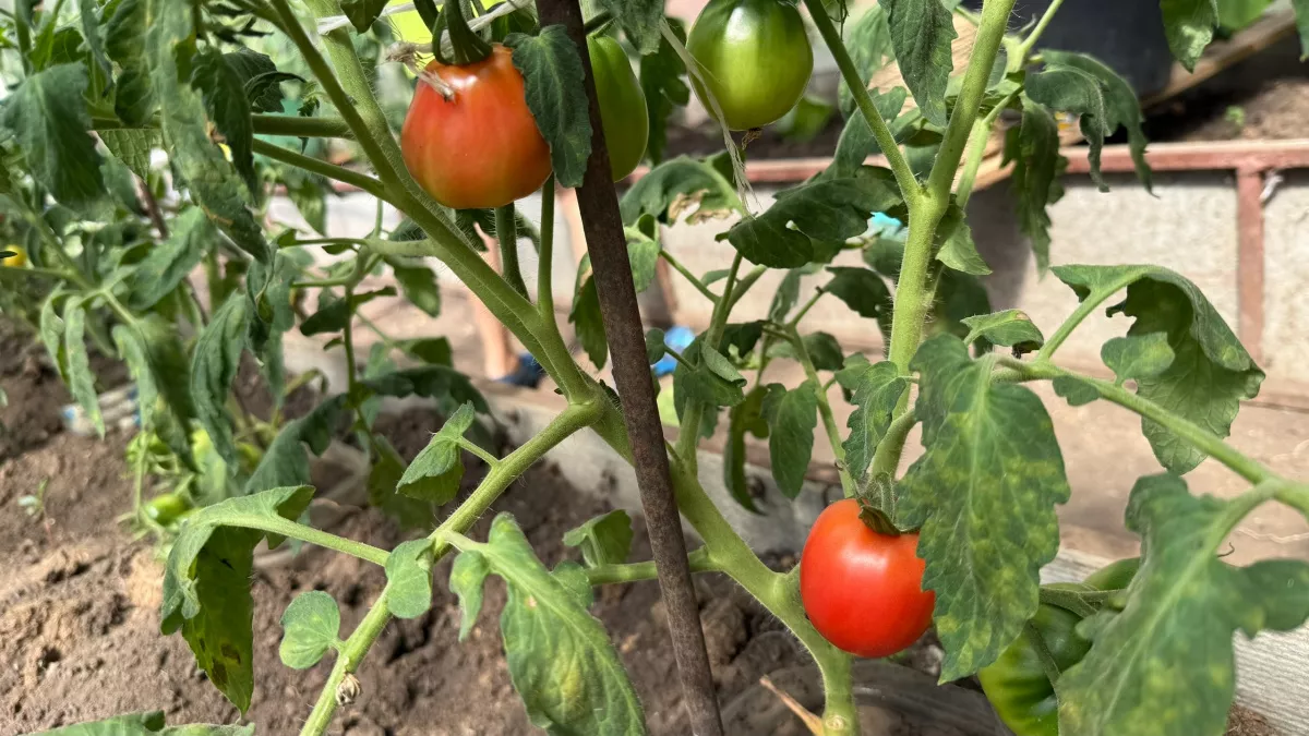 Бабушкин метод, о котором молчат агрономы: щепотка этого продукта и рассада помидор прет как на дрожжах