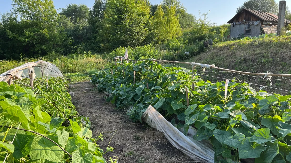 Вечные грядки за копейки: секрет сельских мастеров, который сэкономит ваши силы и деньги