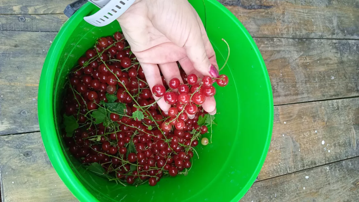 Смородина размером с вишню: 10 секретов небывалого урожая — бабушкины хитрости работают