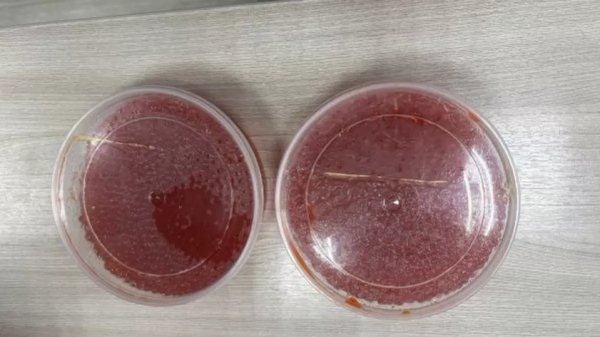 Угощал красной икрой, а затем крал деньги: в Чебоксарах задержали ушлого родственника из Сахалина