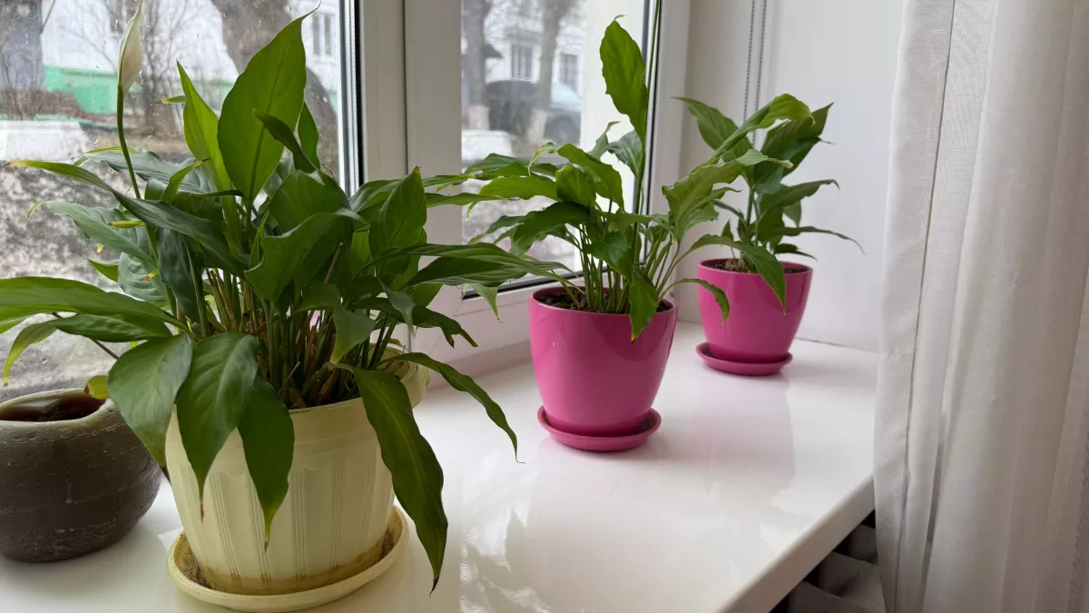 Опытные садоводы не выбрасывают старую землю: секреты использования, которые сэкономят вам деньги