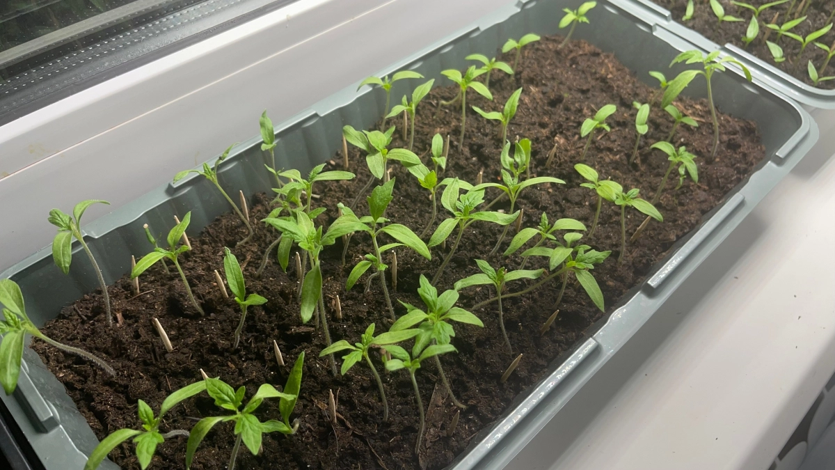 Подкормка, которая может погубить рассаду: почему настой из луковой шелухи не всегда полезен