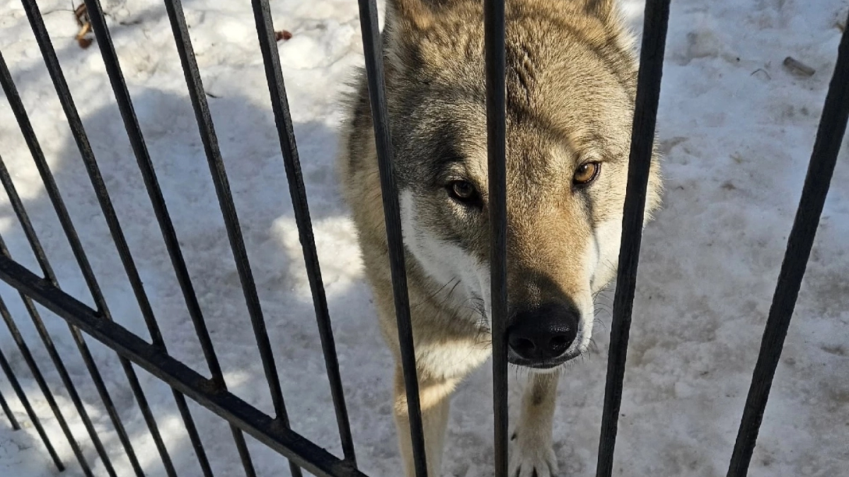 Волк из новочебоксарского зоопарка отпраздновал свой день рождения