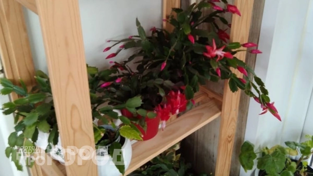 Тараканы и мошки исчезают сами: взяла домой эти комнатные растения и осталась в восторге