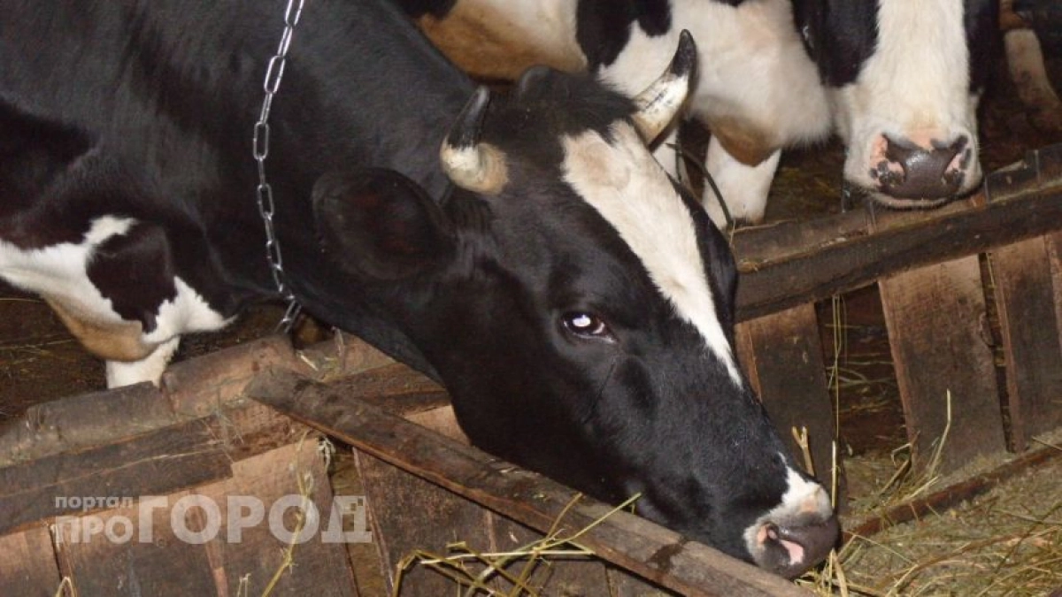 Над районами Чувашии летают беспилотники ветеринарного контроля