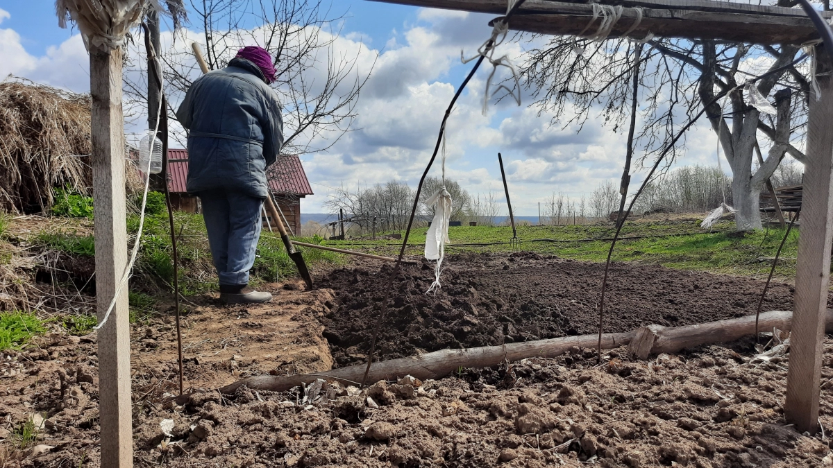 Почему опытные дачники выкорчёвывают щавель с участка — 5 веских причин