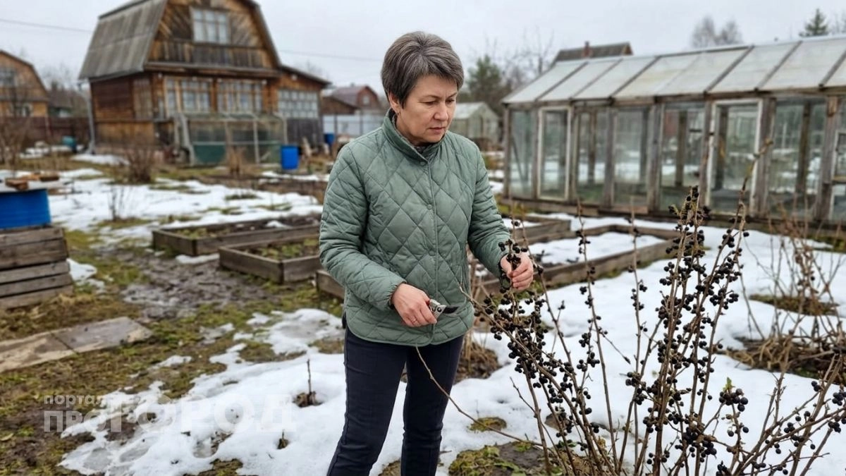 Почему обливание смородины кипятком не помогает от почкового клеща и как реально спасти урожай