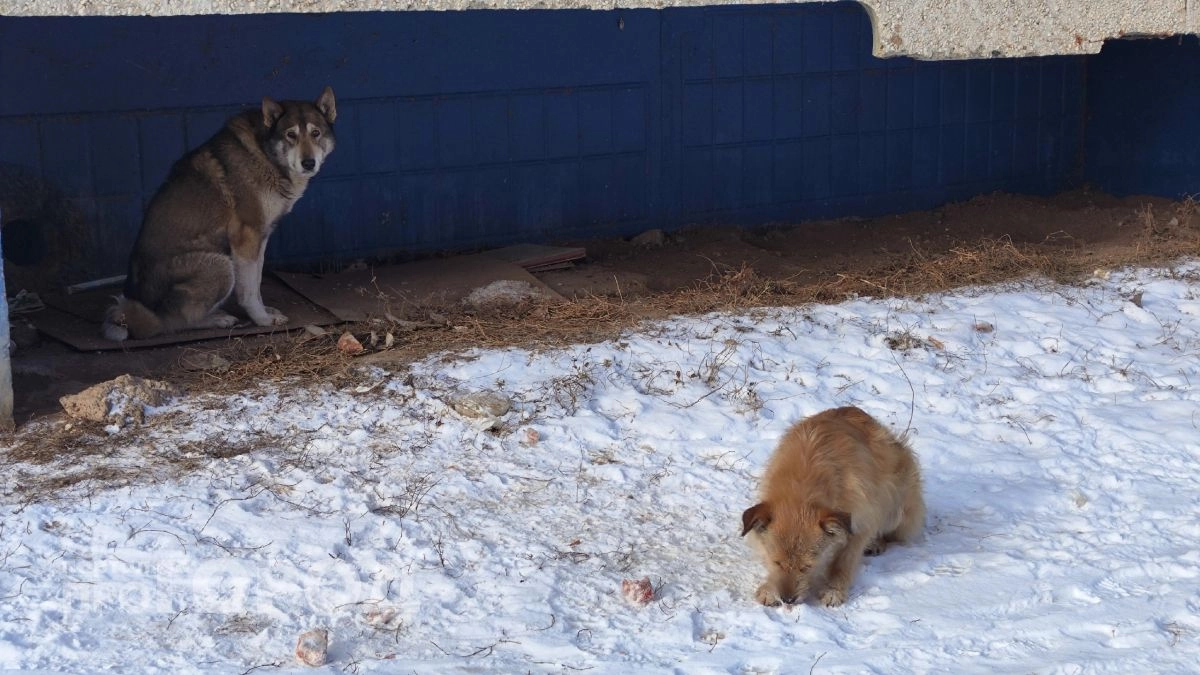 В Новочебоксарске поймали 17 бродячих собак 