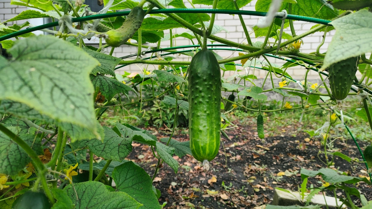Китайский лайфхак для сада: настой от тли и природные помощники на грядке