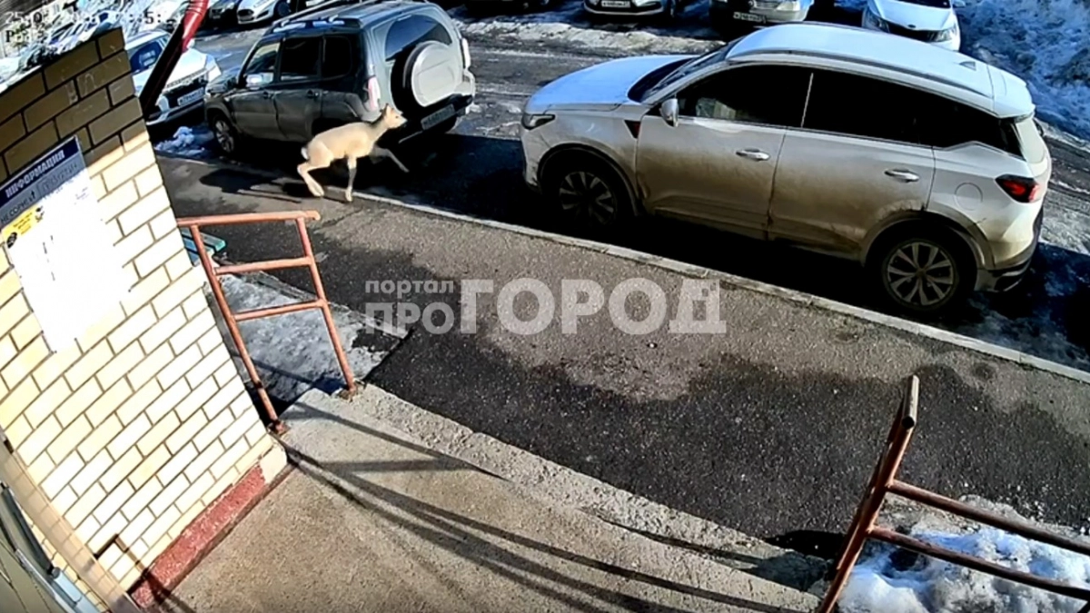 В Новочебоксарске появился новый житель из дикой природы: бегает по спальному району города