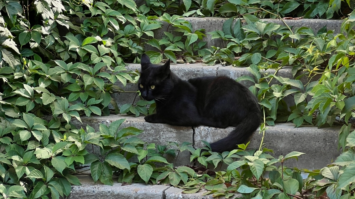 Кошки обходят огород стороной: простая кухонная специя, которая отпугнёт животных без химии