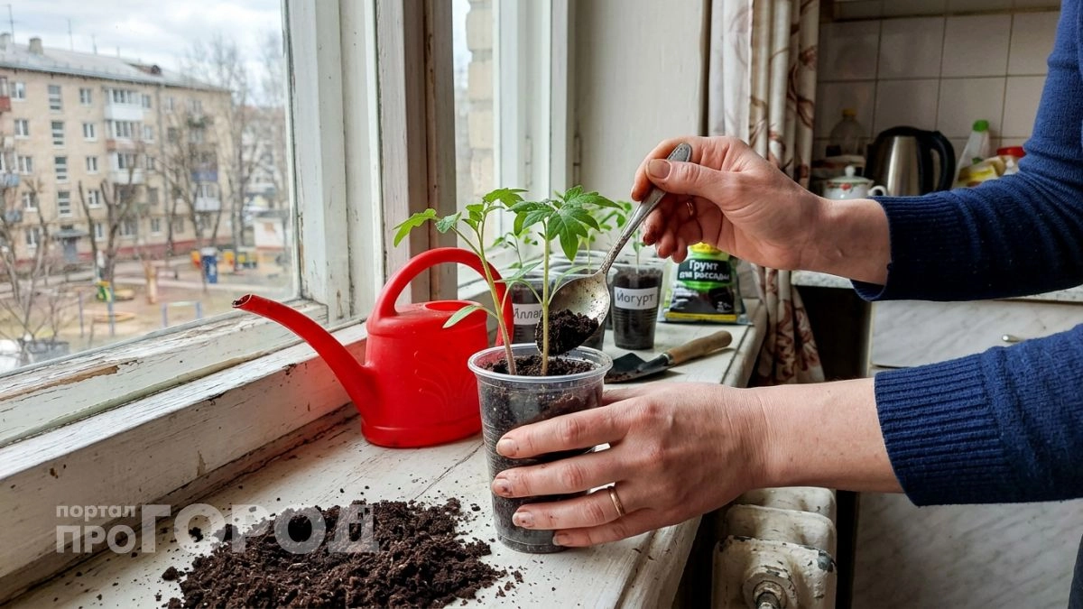 Высеваю томаты парами в один стаканчик и всегда получаю коренастую рассаду со стеблем в палец и бородой корней