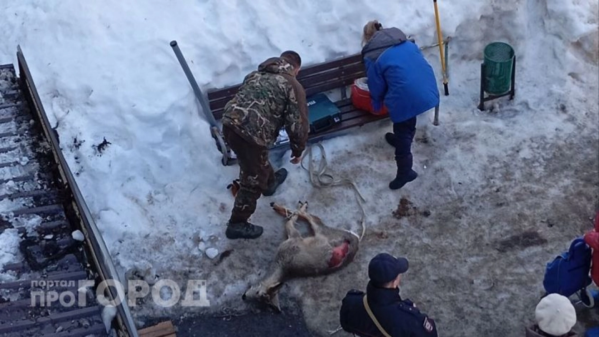 Спасение дикой косули, проверка безопасности лифтов и итоги охраны труда: главные новости за 26 марта