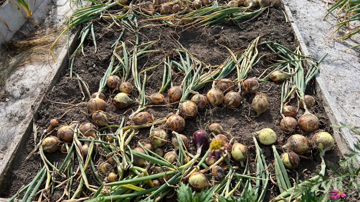 Муравьи сбегут за 3 дня: волшебный рецепт «пороховой» смеси с манкой — дёшево и эффективно