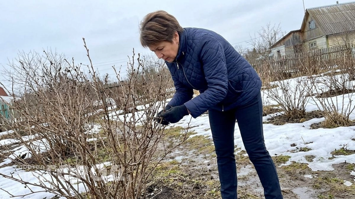 7 ошибок в борьбе с почковым клещом на смородине из-за которых дачники теряют кусты