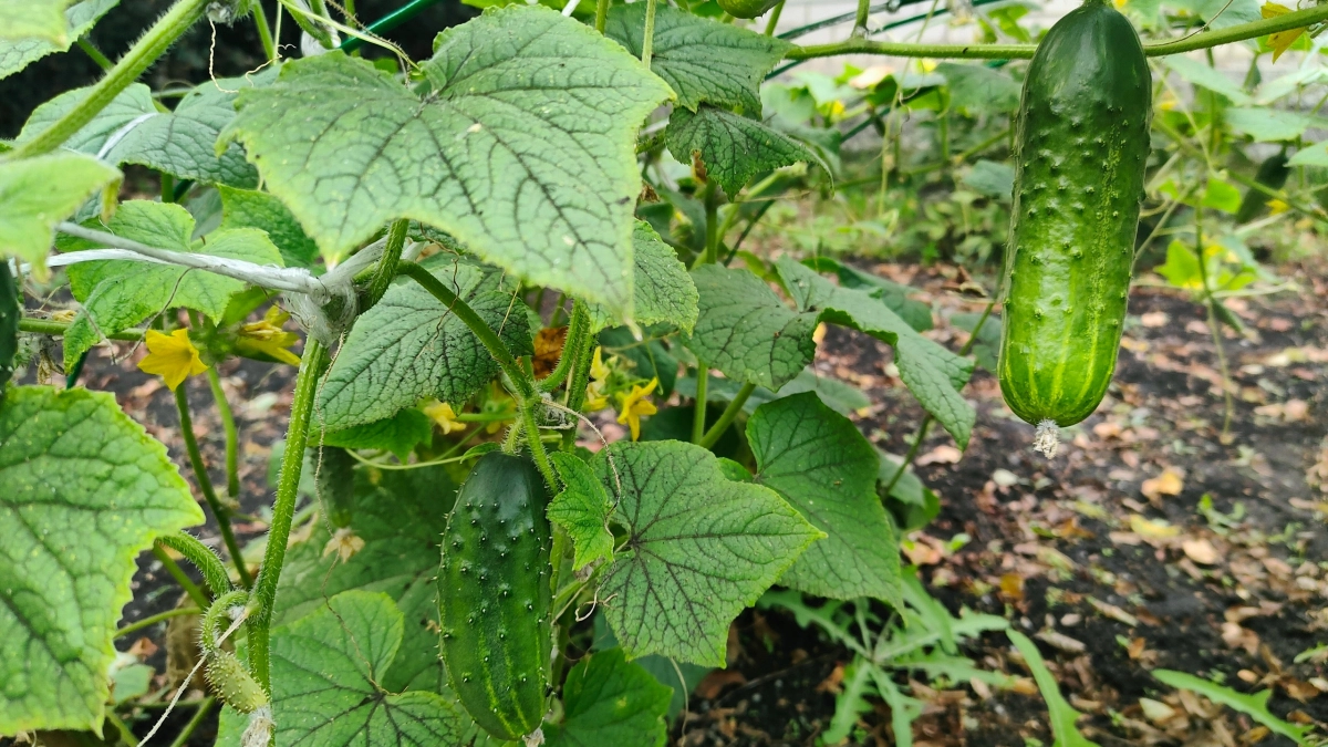 Эти ошибки допускают 9 из 10 дачников: 11 табу в уходе — нарушите хоть одно, и урожая не будет