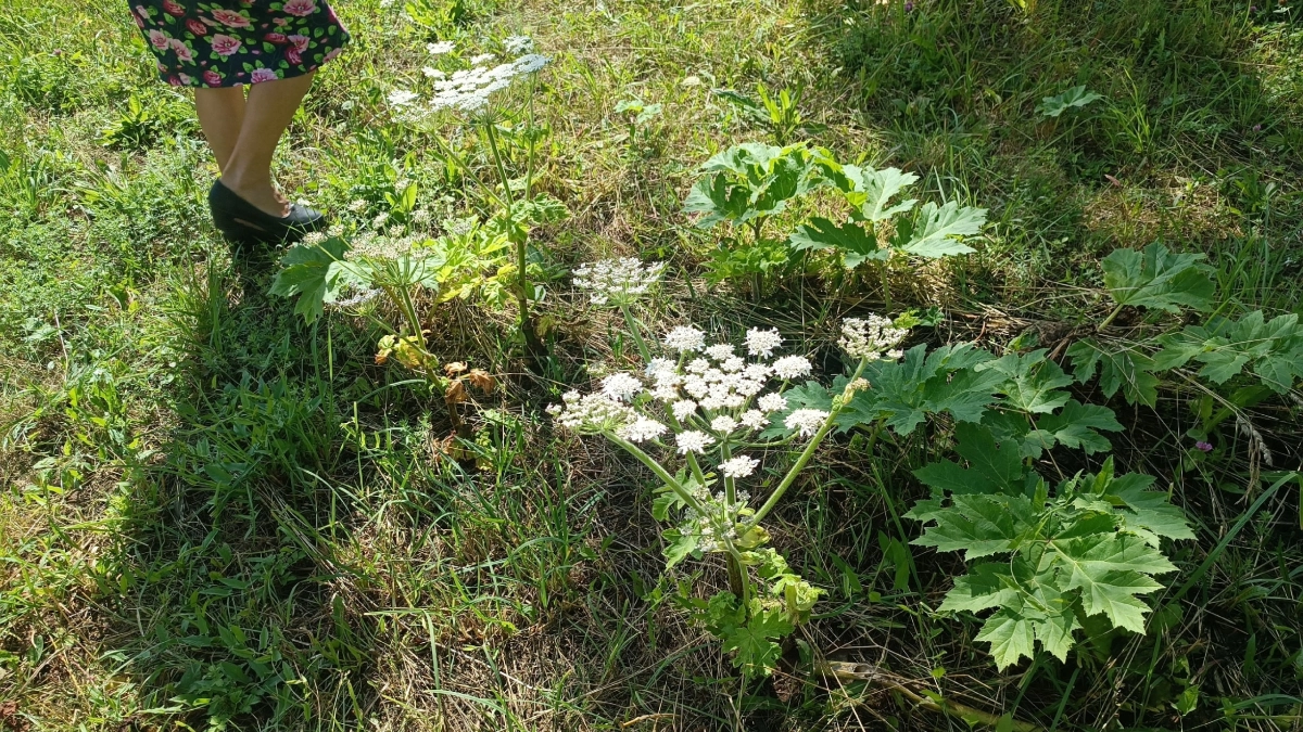 Борщевик больше не угроза: землю не отберут за опасный сорняк — но есть нюансы