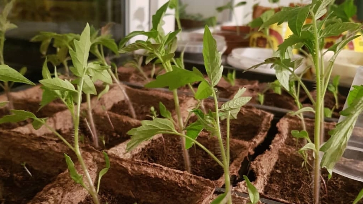 5 мифов, в которые я верила, а зря: они чуть не испортили мою рассаду — пора их развеять