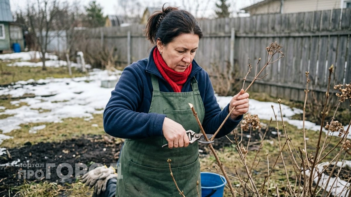 Одна хитрость при осенней обрезке гортензии — и летом соцветия вырастают размером с голову ребёнка