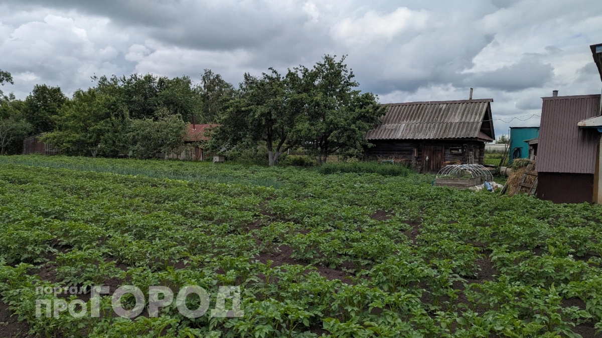 Забудьте про картошку: агроном рассказал, какой овощ в 5 раз лучше растет на бедных почвах