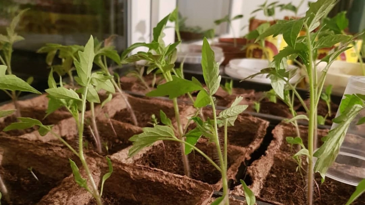 Сосед уже все высаживает, а у меня рассада стоит на месте: 5 неочевидных причин, которые тормозят рост сеянцев